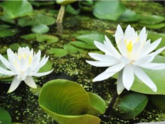 Nghiên cứu và phát triển sản phẩm trà hoa súng